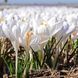 Крокус Ice Queen 8/9 0277 фото 2