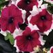 Лімбо F1 burgundy picotee 1000 драже, грандіфлора, Hem Genetics, Нідерланди 1759 фото
