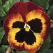 Маммут F1 он фаєр 100 шт, Syngenta Flowers, Нідерланди 1563 фото