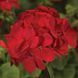Мультіблум F1 red 100 шт,Syngenta Flowers, Нідерланди 1959 фото