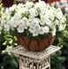 Пікобелла F1 біла 200 драже, мілліфлора, Syngenta Flowers, Нідерланди 1859 фото
