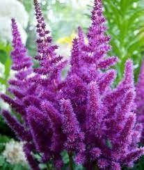 Астільба Purple Glory 2/3 0589 фото