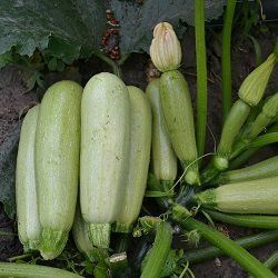 Немо F1, 5 шт, Lark Seeds (США) 1038 фото