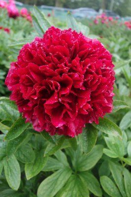 Red Grace 3/5 0342 фото