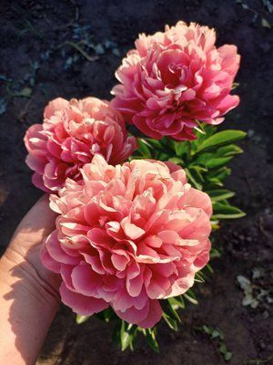 Lorelei 3/5 0042 фото