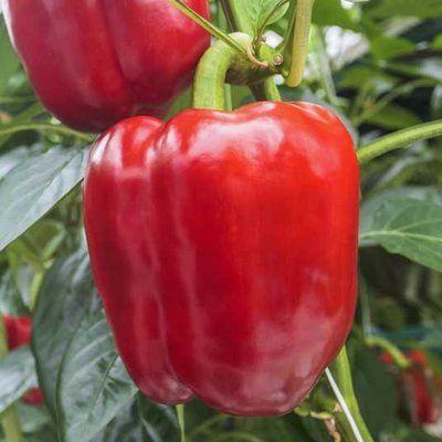 Маргарита F1 червоний, 8 шт, United Genetics (Італія) 1188 фото