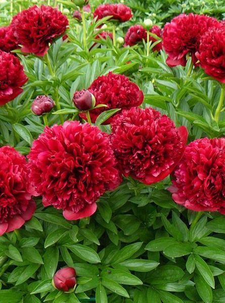 Red Grace 3/5 0342 фото