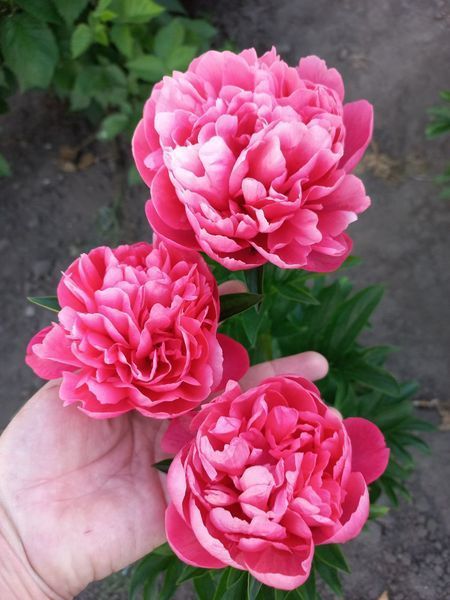 Lorelei 3/5 0042 фото
