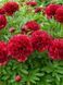 Red Grace 3/5 0342 фото 2