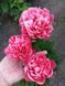 Lorelei 3/5 0042 фото 3