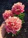 Lorelei 3/5 0042 фото 1