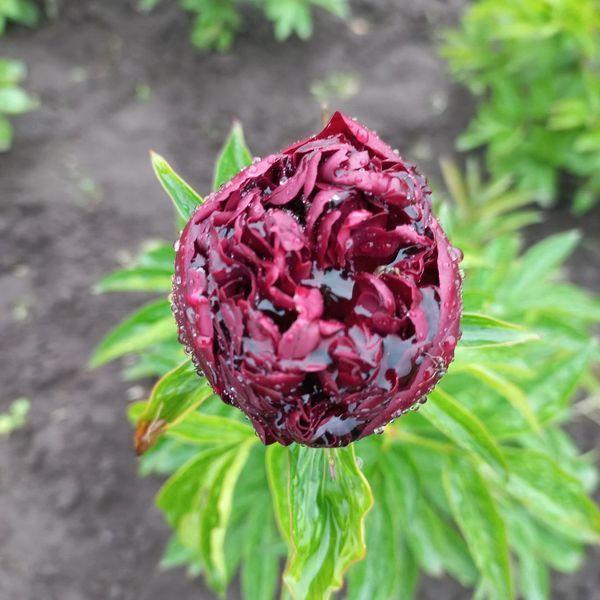 Red Grace 3/5 0342 фото