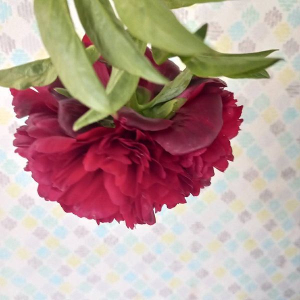 Red Grace 3/5 0342 фото