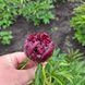 Red Grace 3/5 0342 фото 4