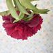Red Grace 3/5 0342 фото 8