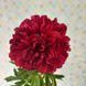 Red Grace 3/5 0342 фото 7