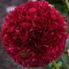 Red Grace 3/5 0342 фото 3