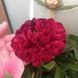 Red Grace 3/5 0342 фото 6