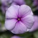 СанШторм F1 пурпурний 100 шт,кущовий,Syngenta Flowers, Нідерланди 2269 фото