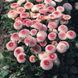 Тассо strawberry 1000 драже,Benary, Німеччина 2124 фото
