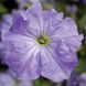 Тритунія F1 sky blue 1000 драже, грандіфлора,Syngenta Flowers, Нідерланди 1824 фото