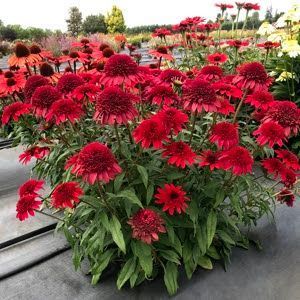 Ехінацея махрова висока Sunny Days Ruby  2800 фото