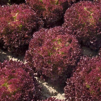 Салат Конкорд червоний Лолло Россо, 30 шт, Rijk Zvaan (Нідерланди) 1469 фото