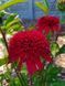 Ехінацея махрова висока Sunny Days Ruby  2800 фото 1