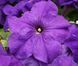 Лімбо F1 mid blue 1000 драже, грандіфлора, Hem Genetics, Нідерланди 1760 фото