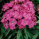 Барбаріні F1 rose 100 шт,турецька низькоросла,Syngenta Flowers, Нідерланди 2060 фото