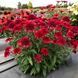 Ехінацея махрова висока Sunny Days Ruby  2800 фото 2