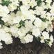 Флокс друммонда Б'юті (15 - 20 см) white 5 г, W.Legutko, Польща 0625 фото