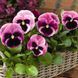 Маммут F1 рожева ягода 100 шт, Syngenta Flowers, Нідерланди 1564 фото