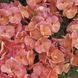 Мультіблум F1 salmon 100 шт,Syngenta Flowers, Нідерланди 1960 фото