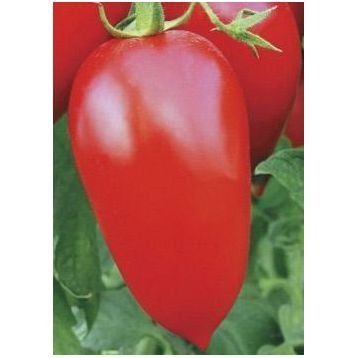 Адель F1, перцевидна сливка 8 шт, United Genetics (Італія) 0779 фото