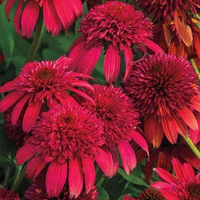 Ехінацея махрова низька Sombrero Double Cranberry  2801 фото