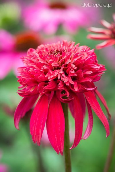 Ехінацея махрова низька Sombrero Double Cranberry  2801 фото