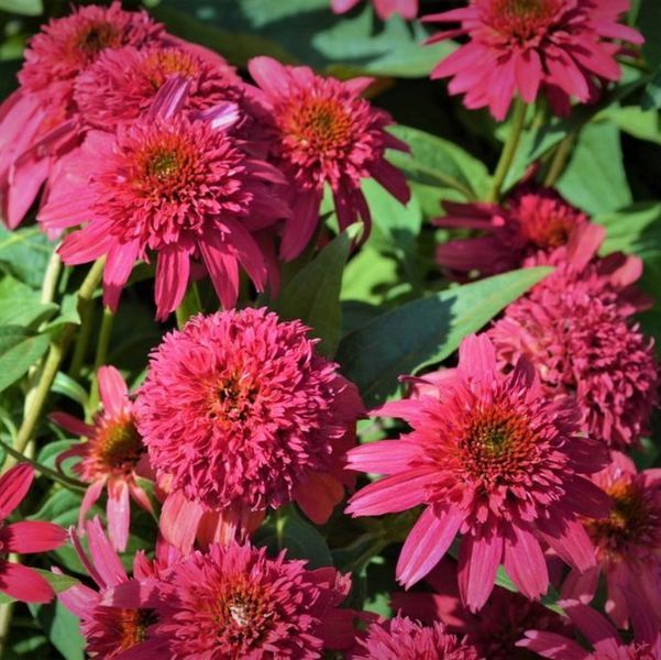 Ехінацея махрова низька Sombrero Double Cranberry  2801 фото