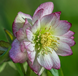 Чемерник (морозник)  Candy 2703 фото 1