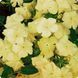 Флокс друммонда Б'юті (15 - 20 см) 5 г, yellow, W.Legutko, Польща 0626 фото
