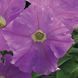 Пікобелла F1 лавандова 200 драже, мілліфлора,Syngenta Flowers, Нідерланди 1861 фото