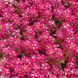 Вандерленд deep rose 1000 шт,Benary, Німеччина 2111 фото