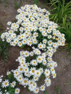 Ромашка Sweet Daisy Cher 0130 фото