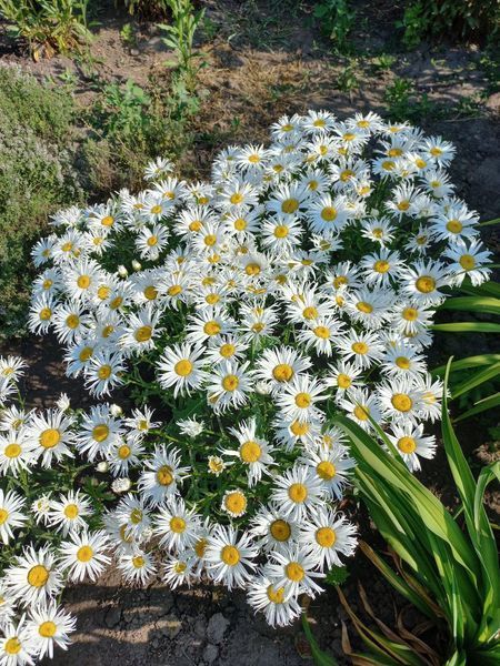 Ромашка Sweet Daisy Cher 0130 фото