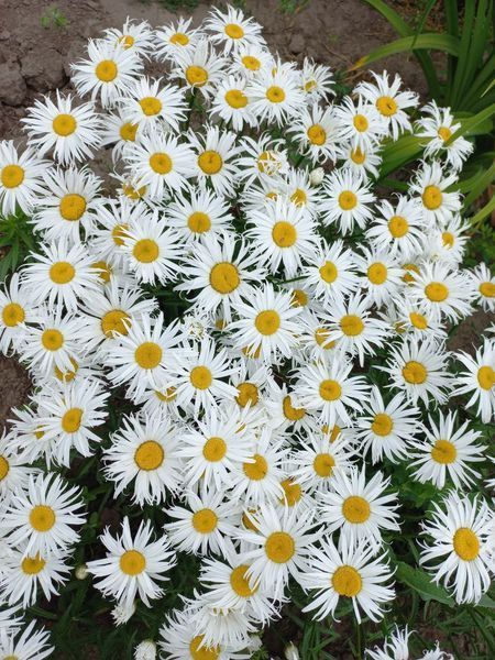 Ромашка Sweet Daisy Cher 0130 фото