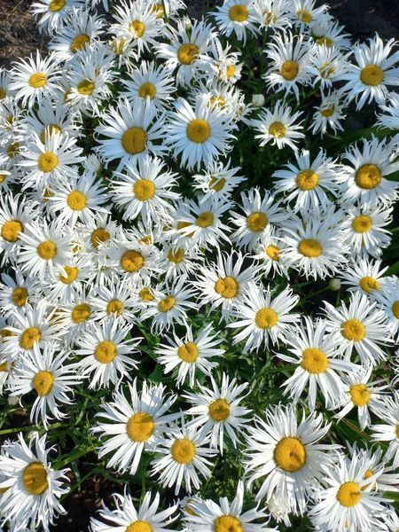 Ромашка Sweet Daisy Cher 0130 фото