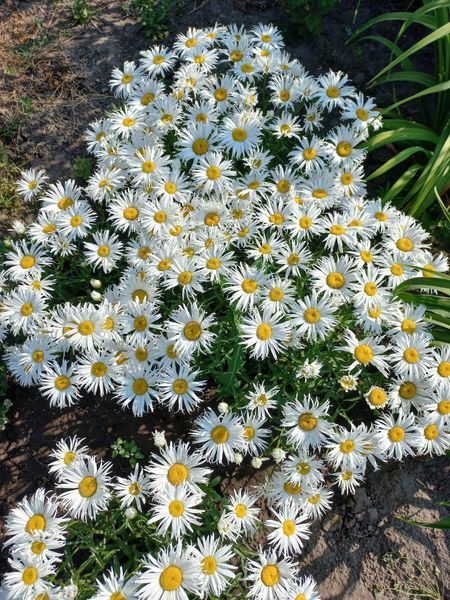 Ромашка Sweet Daisy Cher 0130 фото