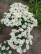 Ромашка Sweet Daisy Cher 0130 фото 1