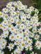 Ромашка Sweet Daisy Cher 0130 фото 2