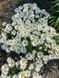 Ромашка Sweet Daisy Cher 0130 фото 4